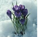 Crocuses peek through the snow...